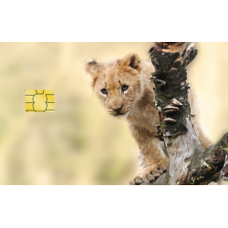 Løve ung i naturen