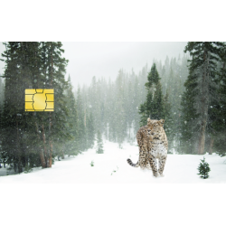 Leopard i sneen