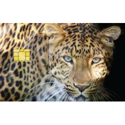 Leopard og gule øjne