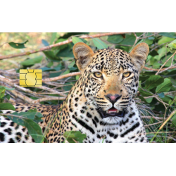 Leopard i natur