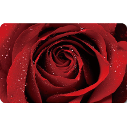 Rød rose